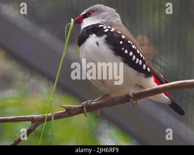 Vivacious jaunty male Diamond Firetail merrily bouncing with a blade of grass in his bill. Stock Photo