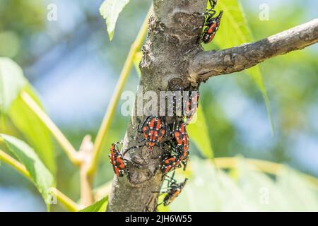 Close-up of spotted lanternfly red and black nymphs on sumac tree, Berks County, Pennsylvania Stock Photo