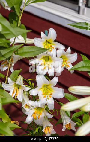 'Album' Trumpet Lily, Trädlilja (Lilium regale) Stock Photo