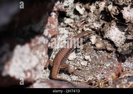 common lizard climbing on a sandstone rock Stock Photo