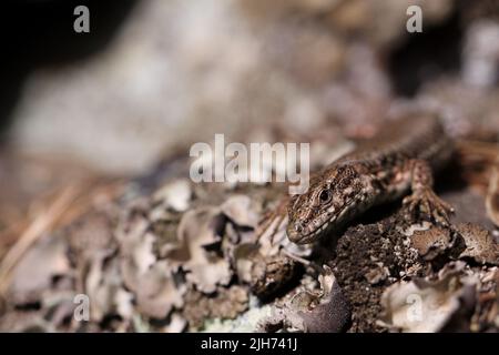 common lizard climbing on a sandstone rock Stock Photo