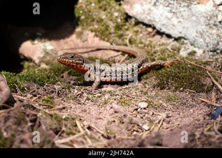 common lizard climbing on a sandstone rock Stock Photo