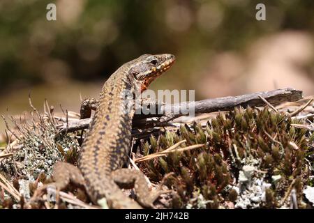 common lizard climbing on a sandstone rock Stock Photo