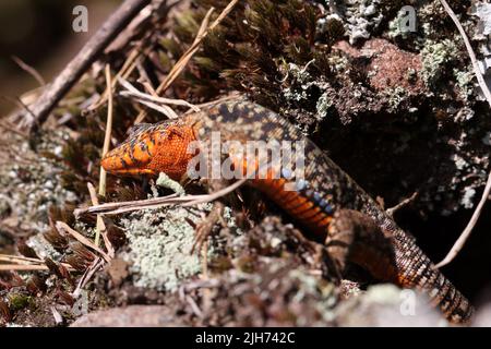 common lizard climbing on a sandstone rock Stock Photo