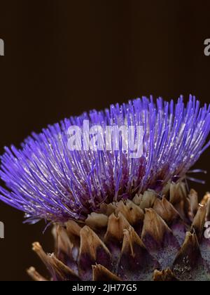 Closeup of single flower of Globe artichoke (Cynara scolymus) isolated against dark background Stock Photo