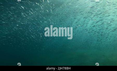 Large school of small fish swims under surface of water in the sun rays on dawn. Red sea, Egypt Stock Photo