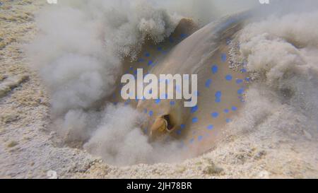 Stingray actively digs sandy bottom in search of food. Blue-spotted Stingray (Taeniura lymma). Underwater life in the ocean. Red sea, Egypt Stock Photo