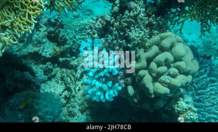 Bleaching and death of corals from excessive seawater heating due to climate change and global warming. Decolored corals in the Red Se, Egypt Stock Photo