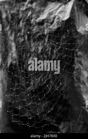 A large spider web covered in morning dew against an eerie background, in black and white Stock Photo