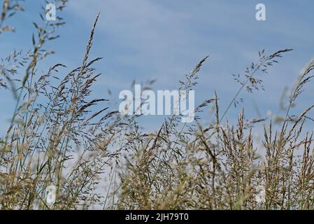 Close-up of blades of grass against a blue sky Stock Photo