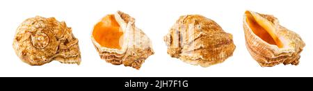 Conch sea shell from four different angles isolated on white background Stock Photo