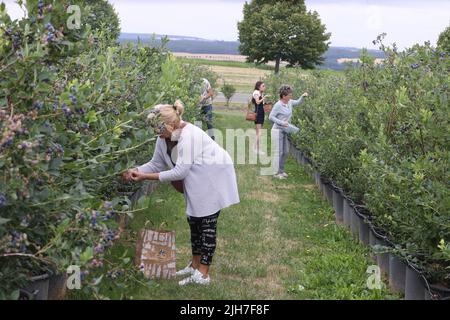 Langenwolschendorf, Germany. 16th July, 2022. Visitors pick blueberries on a plantation of the nursery & farm store Langenwolschendorf. This is the eleventh time that the regional blueberry festival has been held here. Credit: Bodo Schackow/dpa/Alamy Live News Stock Photo