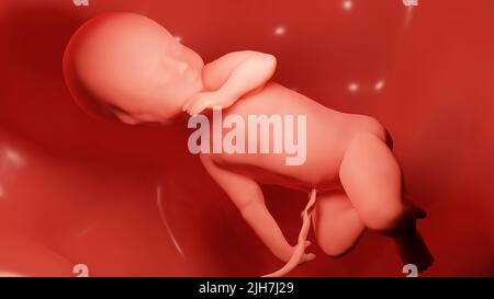 3d rendered medically accurate illustration of a Human fetus inside the womb, Baby Stock Photo