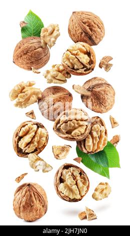 Walnuts, walnut kernel and cracked walnut flying in the air on white background. Stock Photo