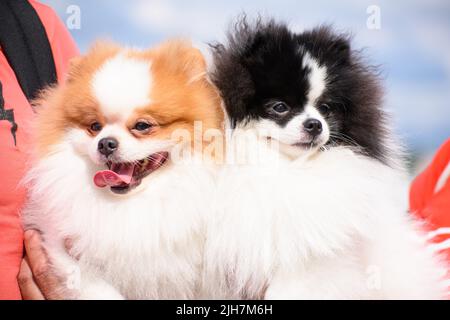 The owner holds a white-red and black-and-white Pomeranian spitz in his arms. Portrait. Close-up. Stock Photo