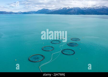 Aerial view over salmon farm in the Hardangerfjord, swimming cages in front of snow covered mountains, Hardangerfjord, Norway Stock Photo