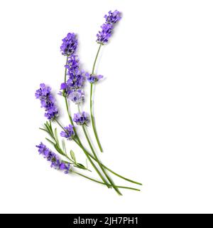 Fresh Lavender flowers bundle on a white Stock Photo