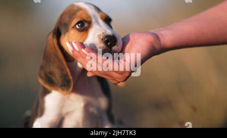 Woman gives beagle puppy treat for following command during training. Teaching dog on nature. Good boy, smart doggy. Stock Photo