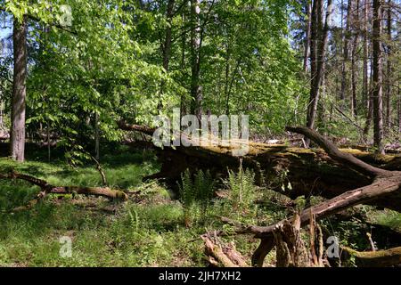 Oak and hornbeam tree deciduous forest in spring with broken oak tree in foreground, Bialowieza Forest, Poland, Europe Stock Photo