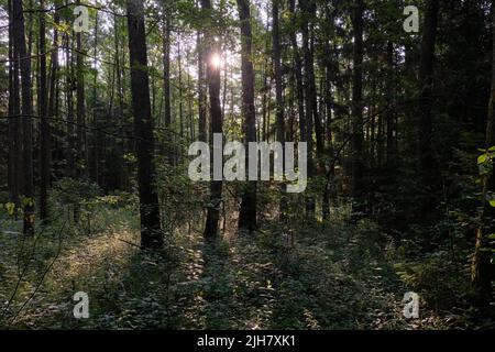 Frash Alder tree mixed forest in summertime morning with sunlight entering, Bialowieza Forest, Poland, Europe Stock Photo