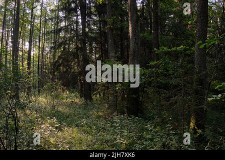 Frash Alder tree mixed forest in summertime morning with sunlight entering, Bialowieza Forest, Poland, Europe Stock Photo