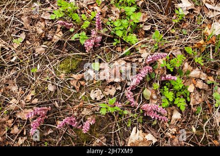 An overview of Common toothworts growing in Estonian boreal forest Stock Photo