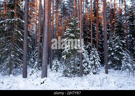 Snowy and darkening coniferous boreal forest in Estonia during a cold winter day Stock Photo