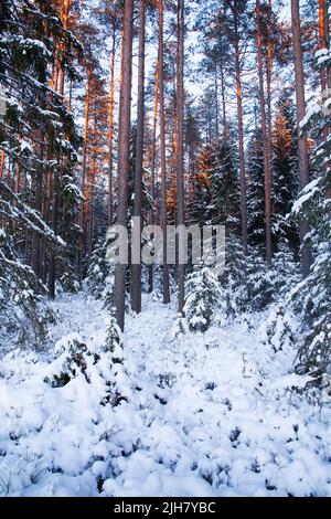 Snowy and darkening coniferous boreal forest in Estonia during a cold winter day Stock Photo