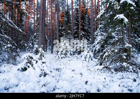 Snowy and darkening coniferous boreal forest in Estonia during a cold winter day Stock Photo