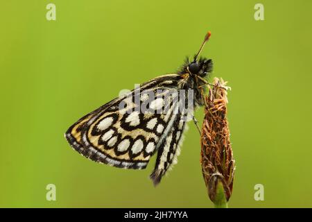 Large chequered skipper, Heteropterus morpheus resting on a straw on summery meadow in Estonia, Northern Europe Stock Photo