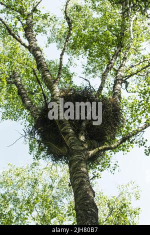 A large nest of Common buzzard, Buteo buteo in Estonian boreal forest Stock Photo