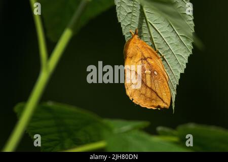 An adult Drinker moth, Euthrix potatoria resting on a leaf during a summer day in Estonia, Northern Europe Stock Photo