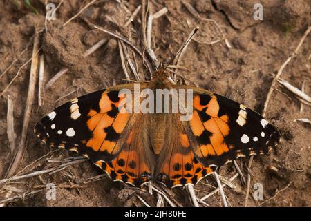A colorful Painted lady butterfly resting on dirt on an autumn day in Estonia, Northern Europe Stock Photo