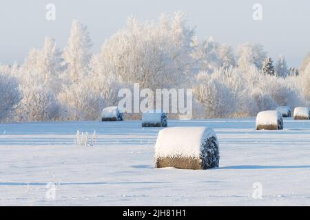 Lots of snow-covered hay bales on a field during a crispy cold winter evening in Estonia, Northern Europe Stock Photo