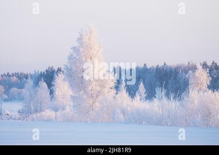 Frosty Birch trees and bushes on a snowy field in Estonia, Northern Europe Stock Photo