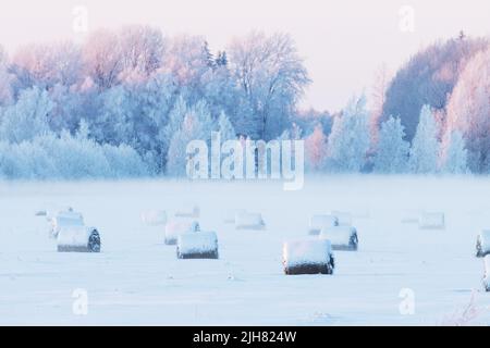 Lots of snow-covered hay bales on a field during a crispy cold winter evening in Estonia, Northern Europe Stock Photo