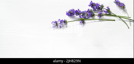 Lavender flowers on white wood background. Copy space Stock Photo