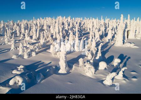Aerial of snowy taiga forest in Riisitunturi National Park during a sunny day Stock Photo