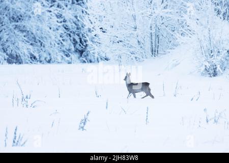 A lonely Roe deer, Capreolus capreolus walking in wintry environment in Estonia, Northern Europe Stock Photo