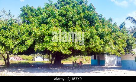 Giant Banyan Ficus Elastica Rubber tree with lush green leafs on hot sunny day. Village people sitting under shadow, cooling. Botanical background Stock Photo