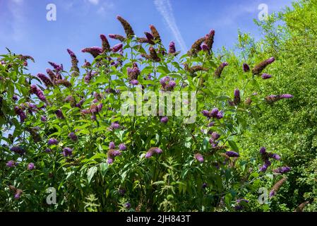 Buddleia bush. Known as the railway bush as it often seen along railway lines. Also called the butterfly bush. Stock Photo