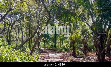 Dirt path in the jungle. Tropical landscape on Isla Rosario Archipelago, comprising 27 islands located about two hours by boat from Cartagena de India Stock Photo