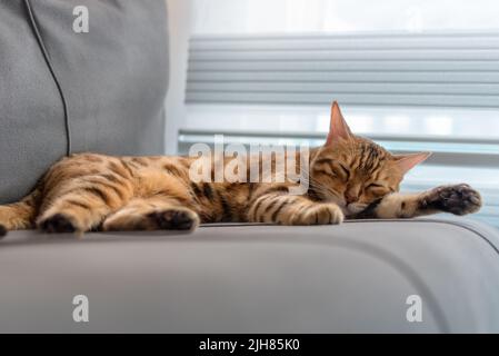 Domestic Bengal cat sleeps on a gray sofa. Stock Photo