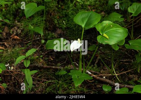 A blooming Bog arum, Calla palustris in the middle of lush and wet boreal forest in Estonia, Northern Europe Stock Photo