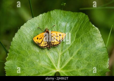 Small Northern chequered skipper, Carterocephalus silvicola resting on a lush leaf in Estonia Stock Photo