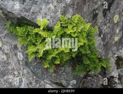 Parsley Fern Cryptogramma crispa in a slate wall at Honister Pass in the Lake District UK - a strong calcifuge that will not tolerate a hint of lime Stock Photo