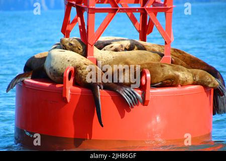 Sea lions on a buoy, Petersburg, Alaska, United States Stock Photo