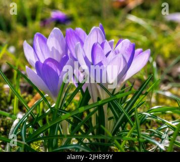 Springtime with purple corcus flowers in the meadow Stock Photo