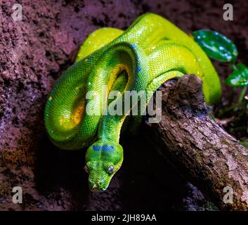 Closeup of a green tree python snake Stock Photo