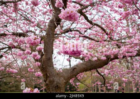 Blossom Japanese pink cherry trees in Bispebjerg Kirkegaard Cemetery in Copenhagen, Denmark Stock Photo